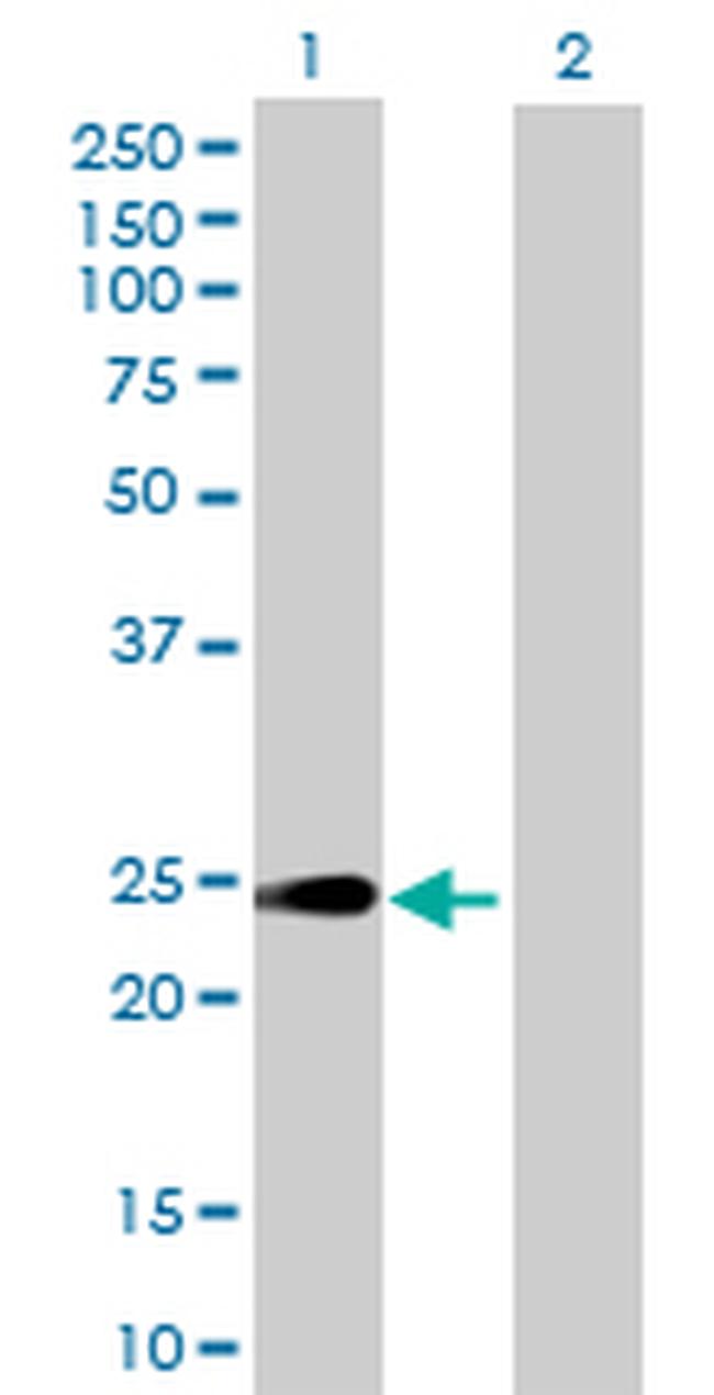 HEBP1 Antibody in Western Blot (WB)