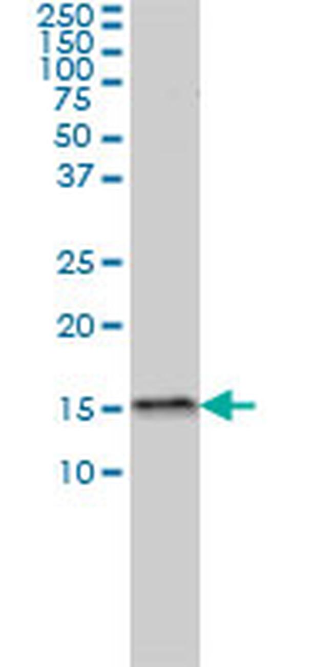 MED31 Antibody in Western Blot (WB)