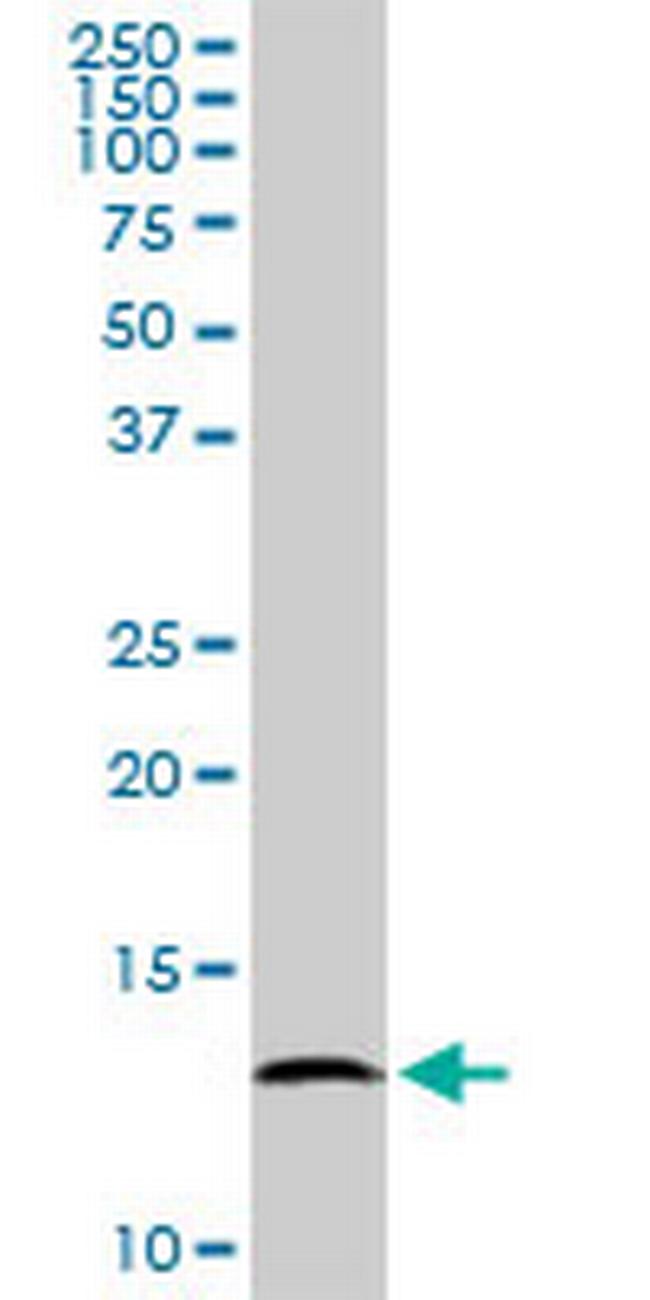 BOLA1 Antibody in Western Blot (WB)