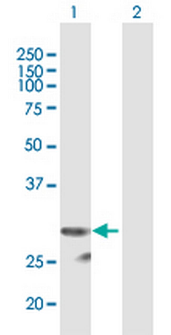PI15 Antibody in Western Blot (WB)