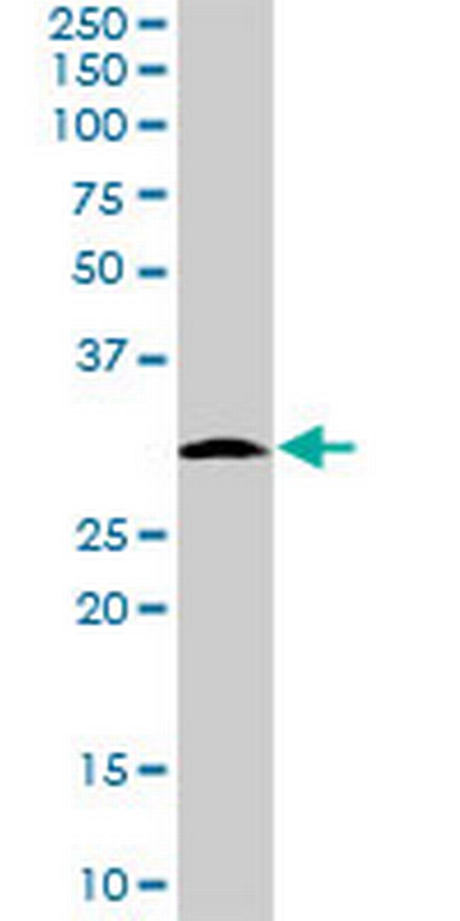 MRPS2 Antibody in Western Blot (WB)