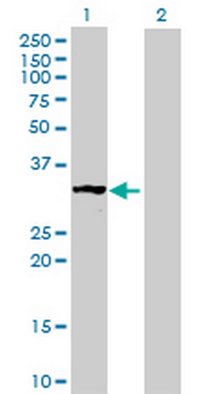 MRPS2 Antibody in Western Blot (WB)