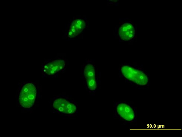 C1ORF33 Antibody in Immunocytochemistry (ICC/IF)