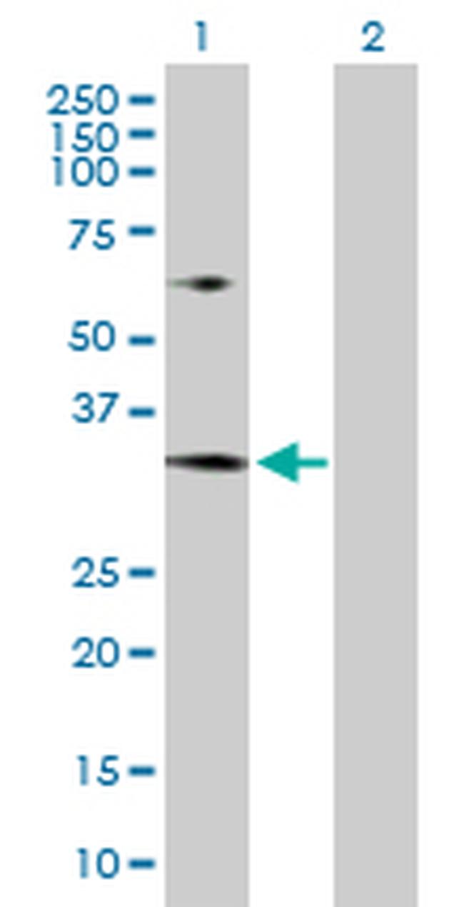 MRTO4 Antibody in Western Blot (WB)