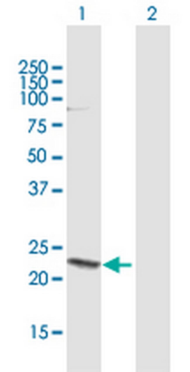 HN1 Antibody in Western Blot (WB)