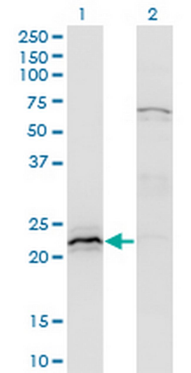 HN1 Antibody in Western Blot (WB)