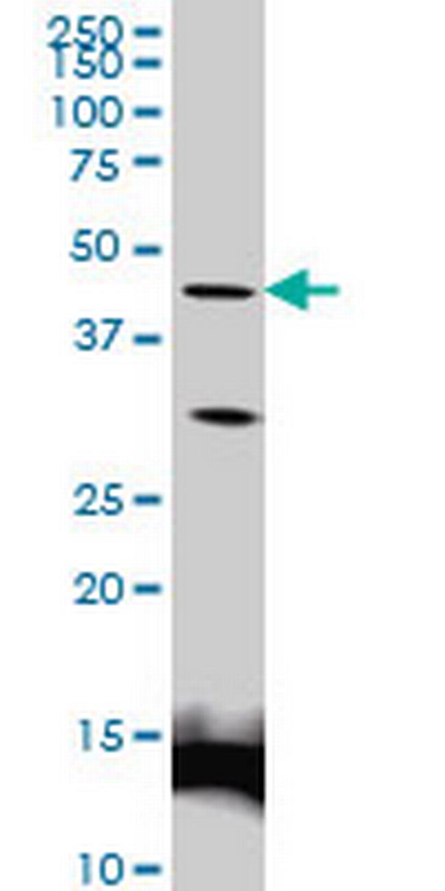 LEF1 Antibody in Western Blot (WB)
