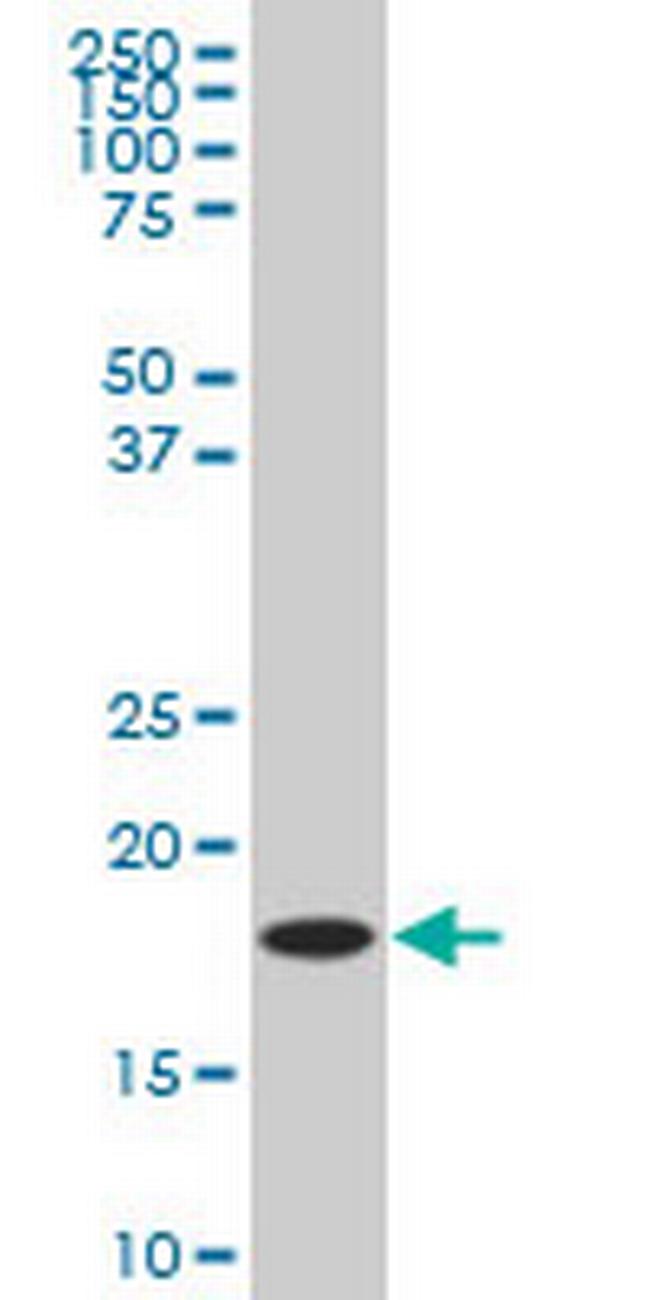 LEF1 Antibody in Western Blot (WB)