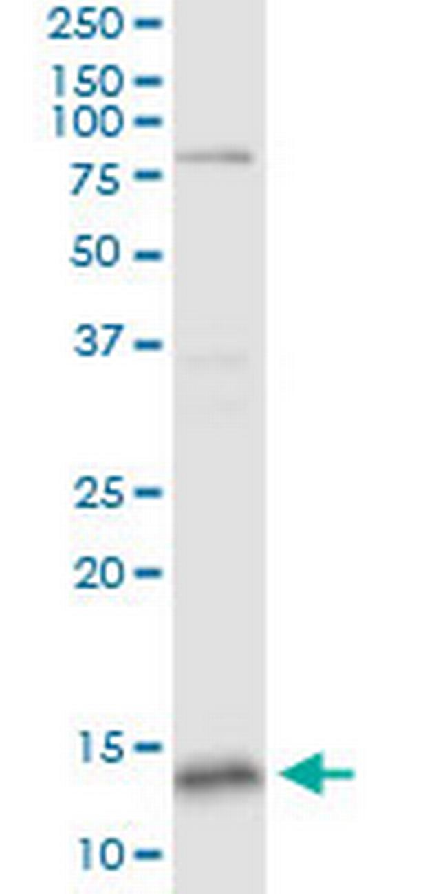 GLRX5 Antibody in Western Blot (WB)