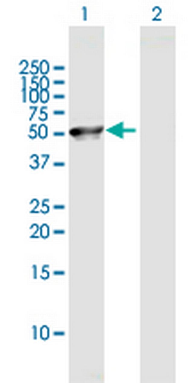 C8orf30A Antibody in Western Blot (WB)