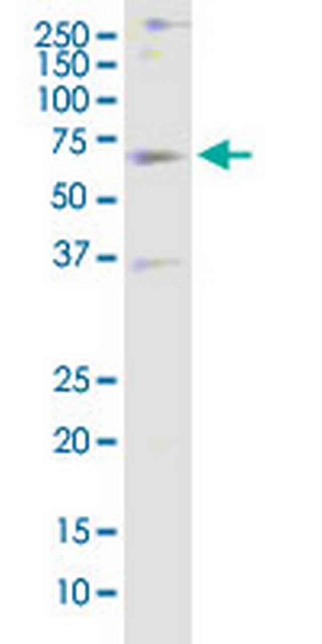 GOLM1 Antibody in Western Blot (WB)