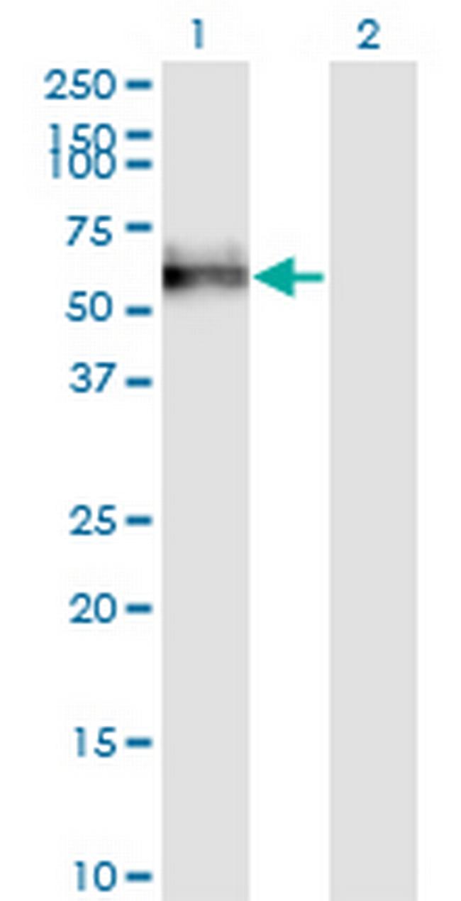 GOLM1 Antibody in Western Blot (WB)