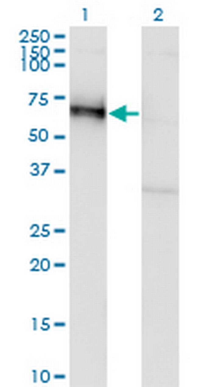 GOLM1 Antibody in Western Blot (WB)