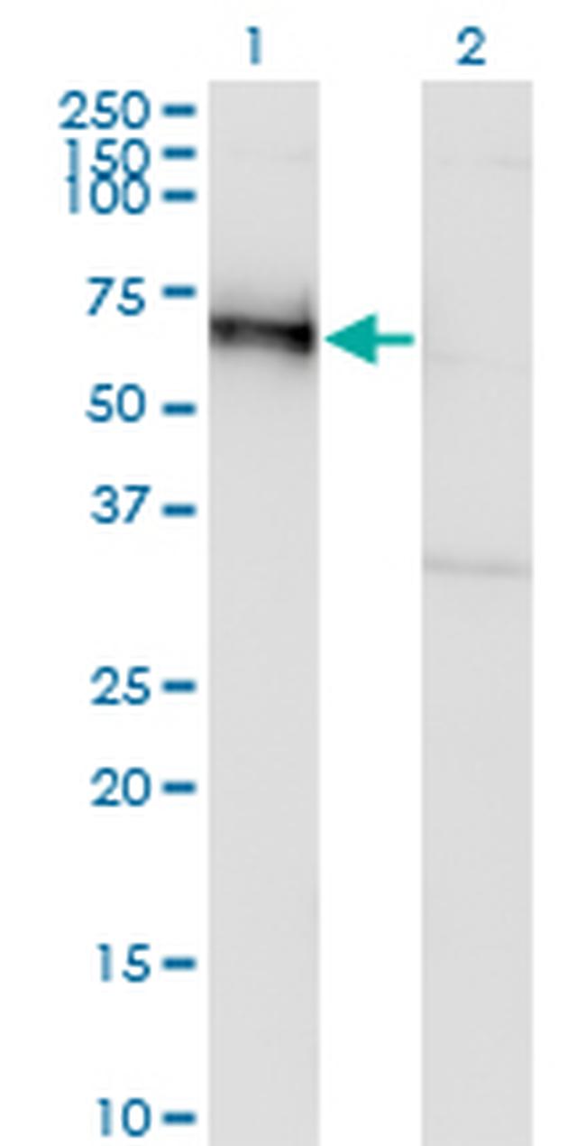 GOLM1 Antibody in Western Blot (WB)