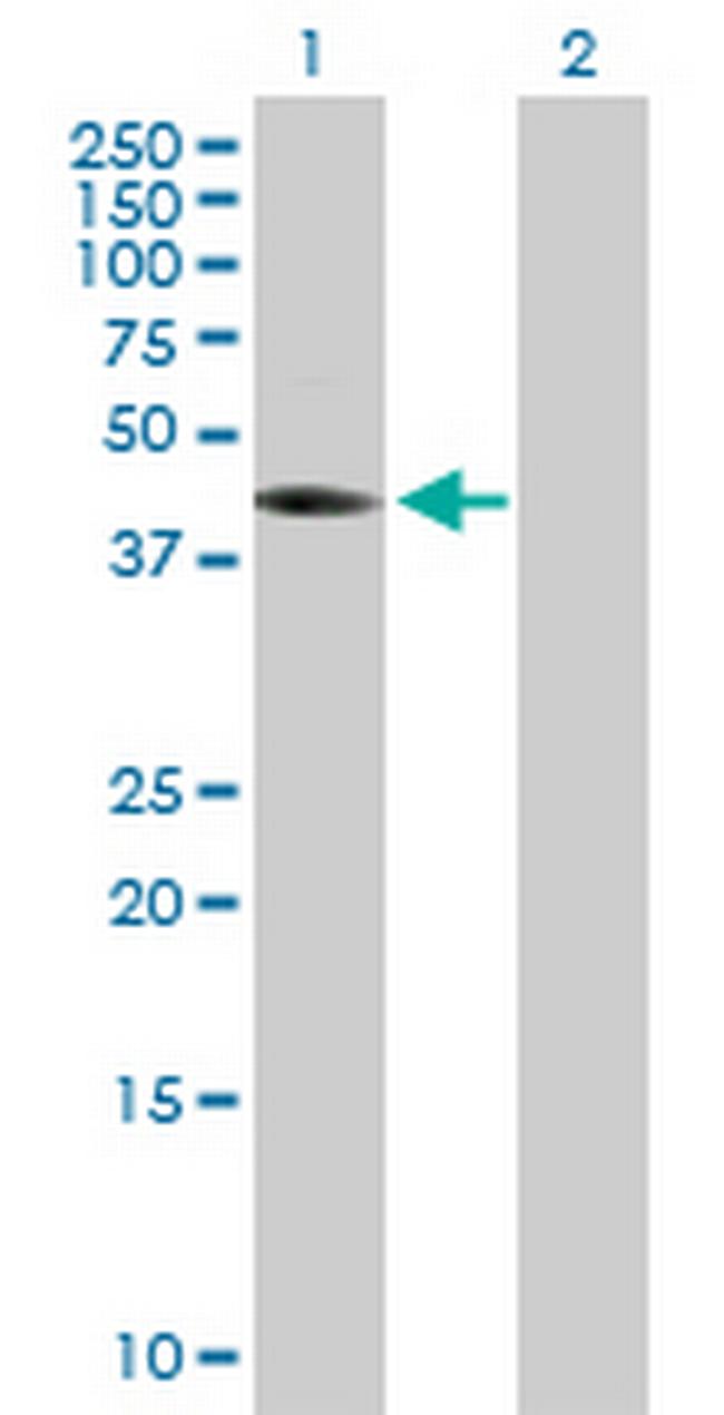THEG Antibody in Western Blot (WB)