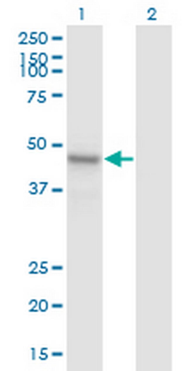 ARMCX1 Antibody in Western Blot (WB)
