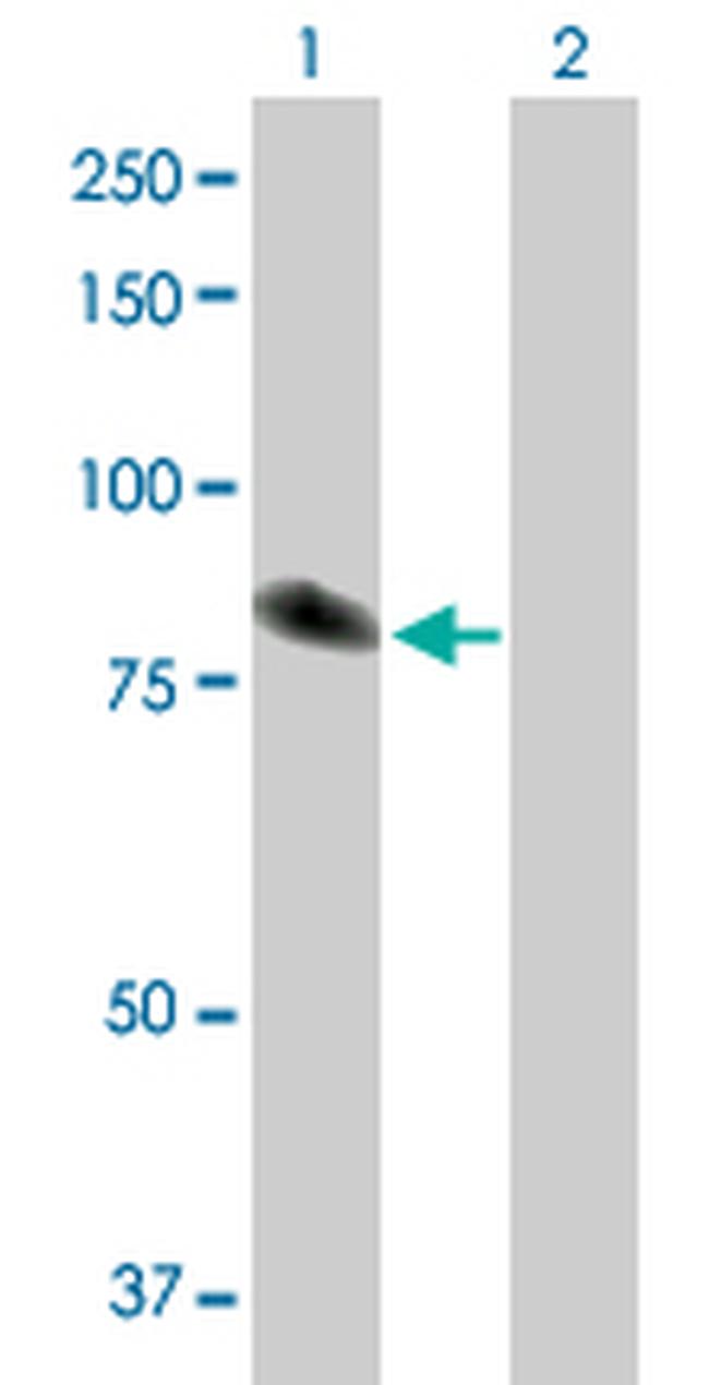 TXNDC3 Antibody in Western Blot (WB)