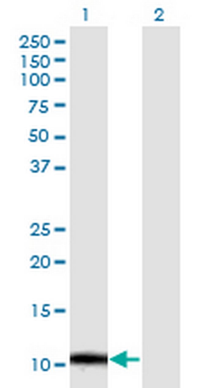 ERAF Antibody in Western Blot (WB)