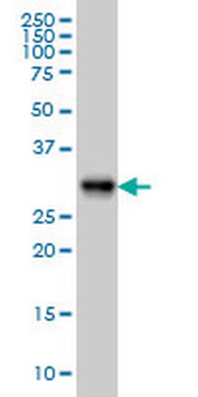 ARL6IP4 Antibody in Western Blot (WB)