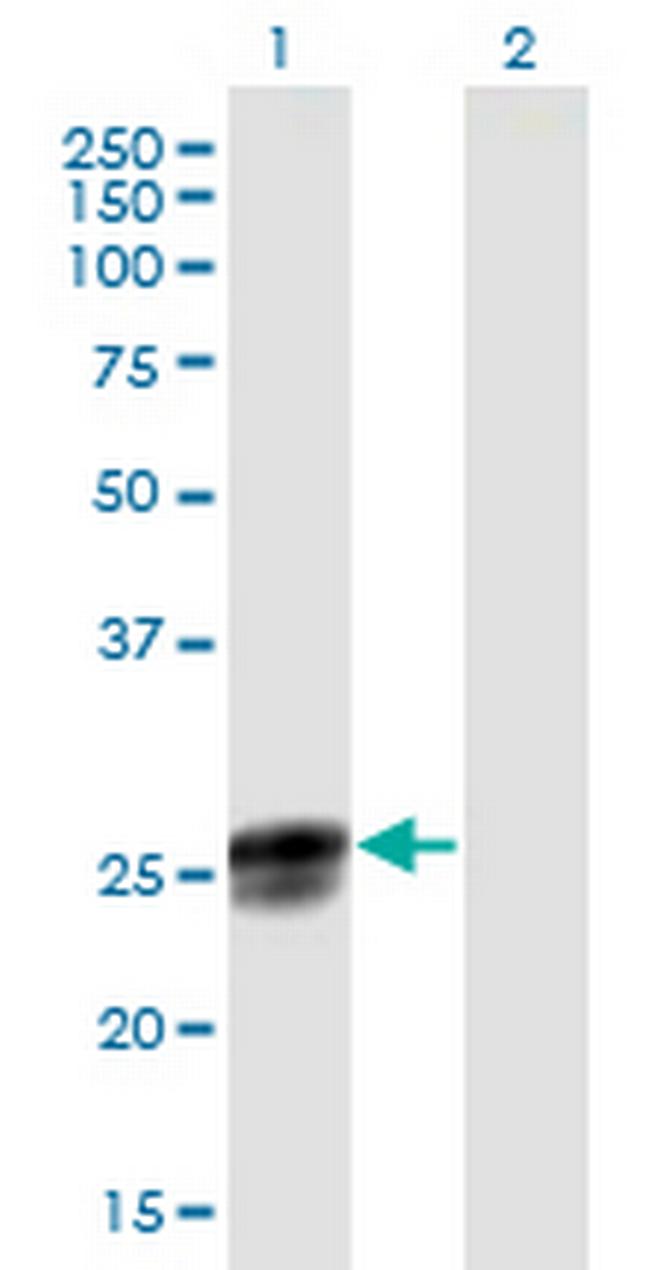 NGRN Antibody in Western Blot (WB)