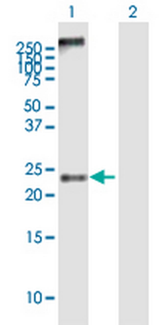 MS4A4A Antibody in Western Blot (WB)