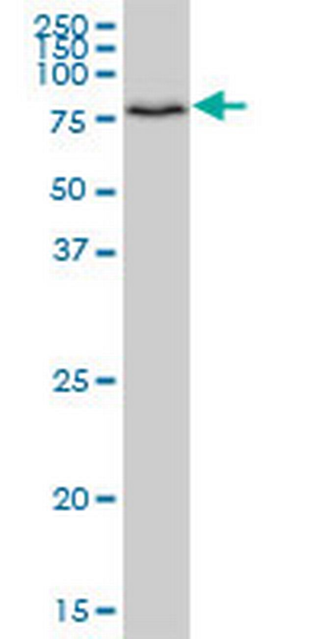 HOOK1 Antibody in Western Blot (WB)