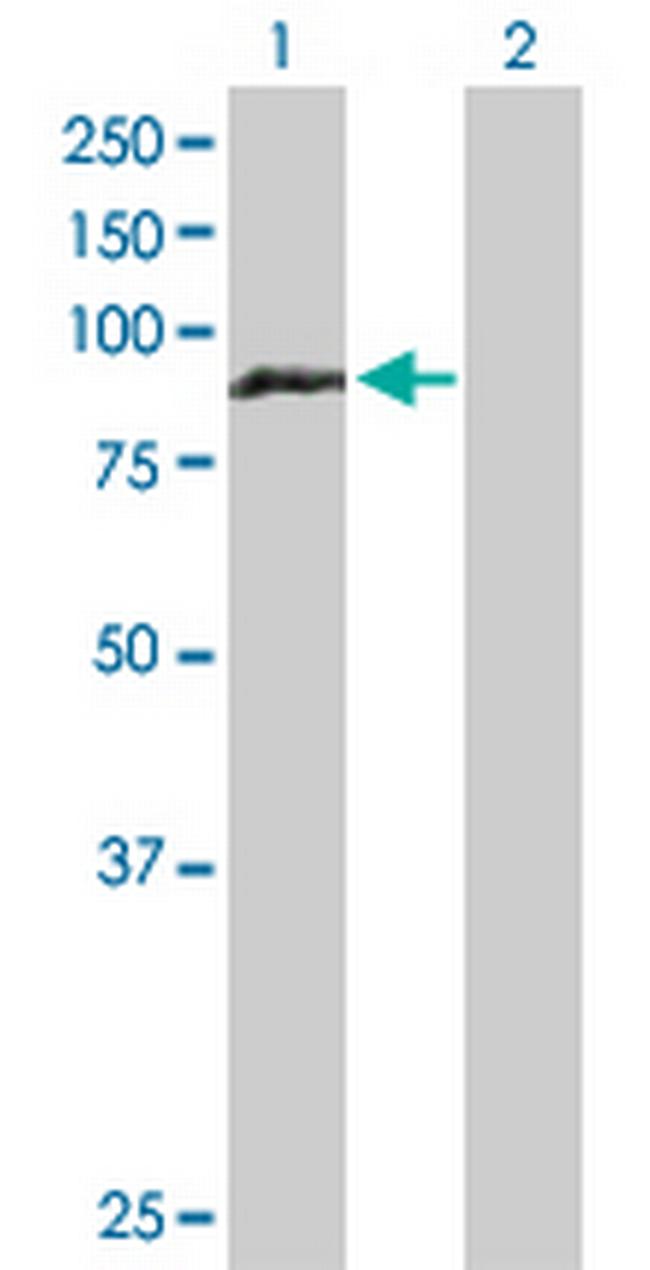HOOK1 Antibody in Western Blot (WB)