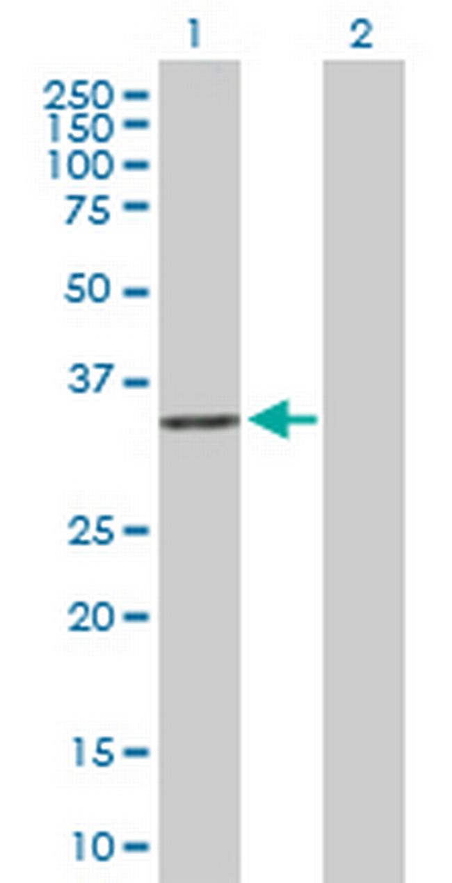 RWDD1 Antibody in Western Blot (WB)