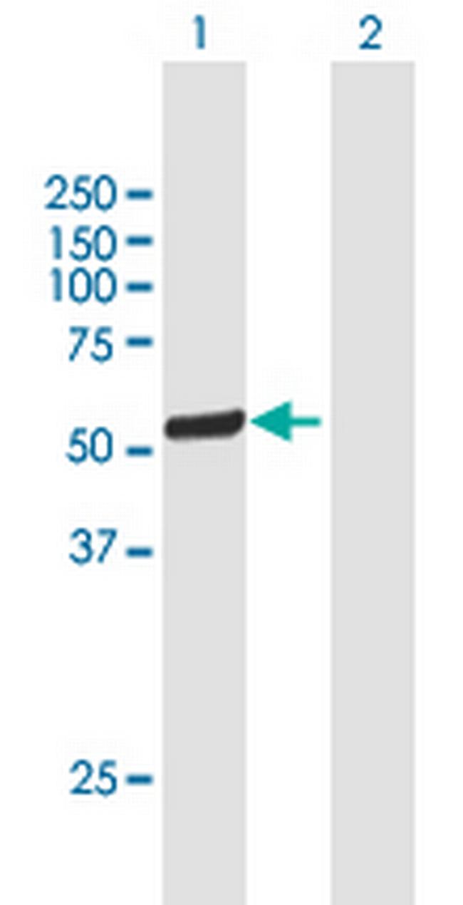 POLK Antibody in Western Blot (WB)
