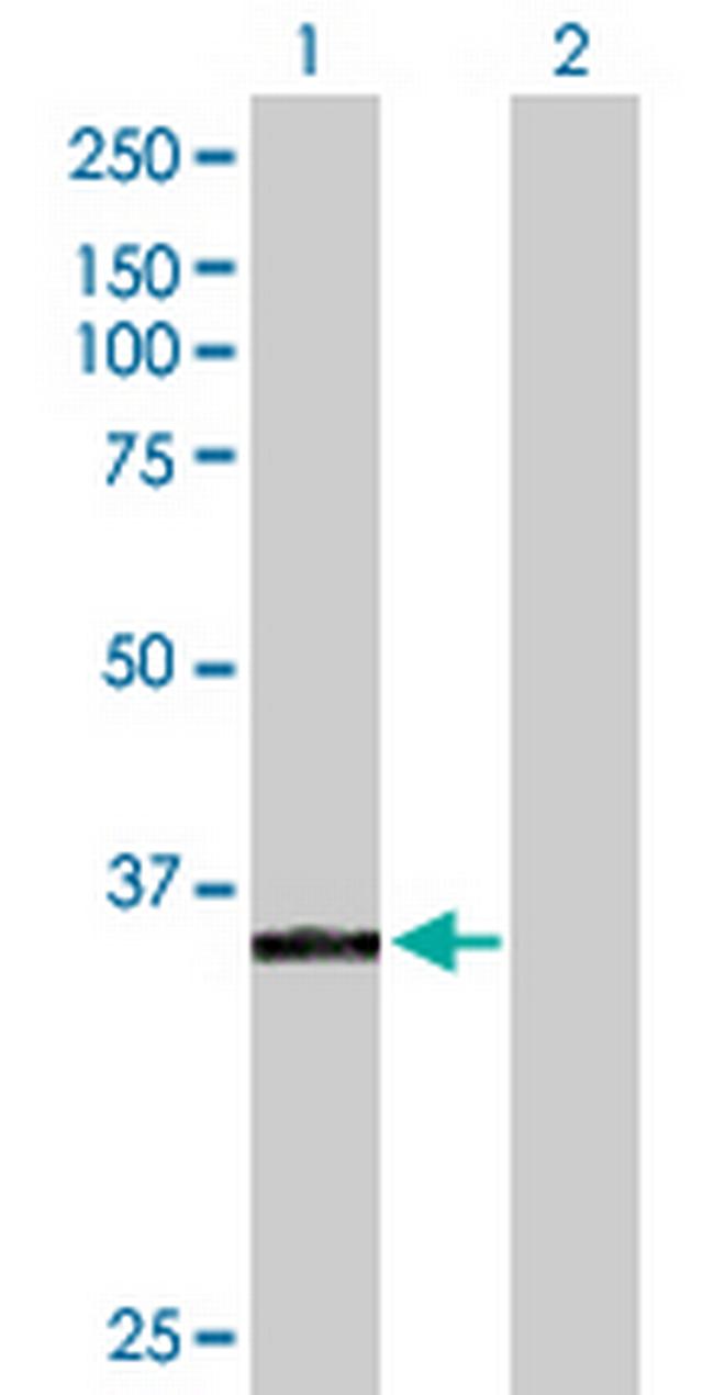 POLK Antibody in Western Blot (WB)