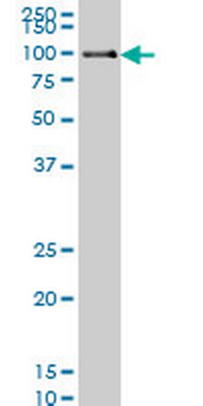 POLK Antibody in Western Blot (WB)