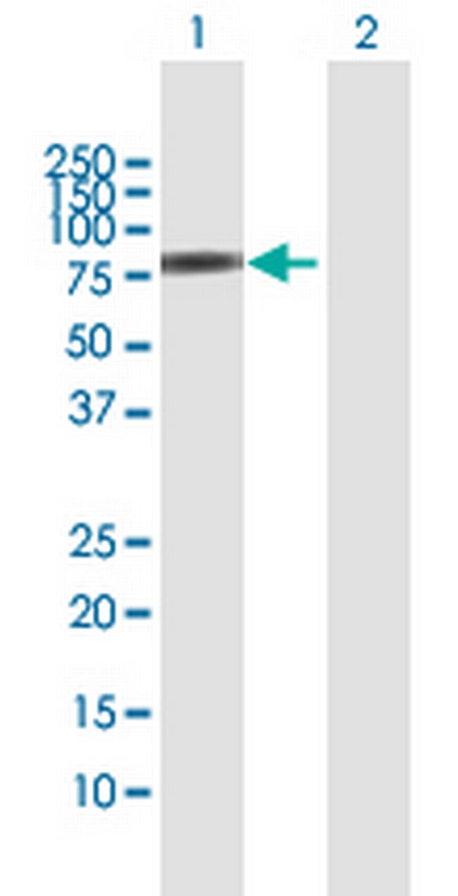 SNX9 Antibody in Western Blot (WB)