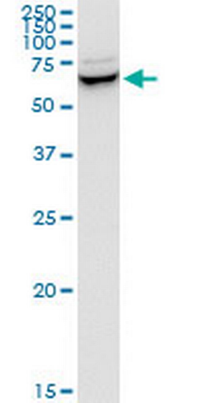 SNX9 Antibody in Western Blot (WB)