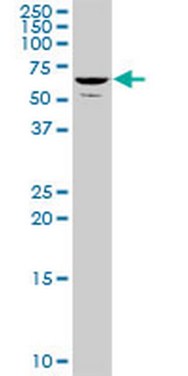 TH1L Antibody in Western Blot (WB)