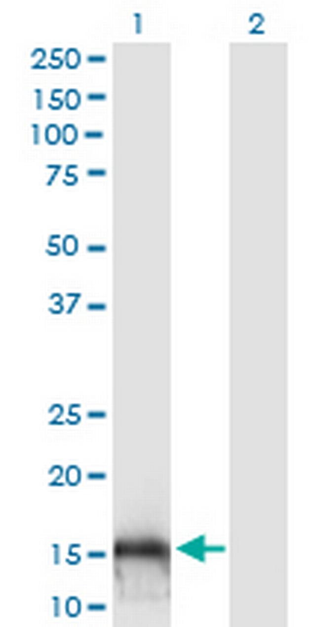 C14orf129 Antibody in Western Blot (WB)