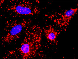 ANAPC11 Antibody in Proximity Ligation Assay (PLA) (PLA)