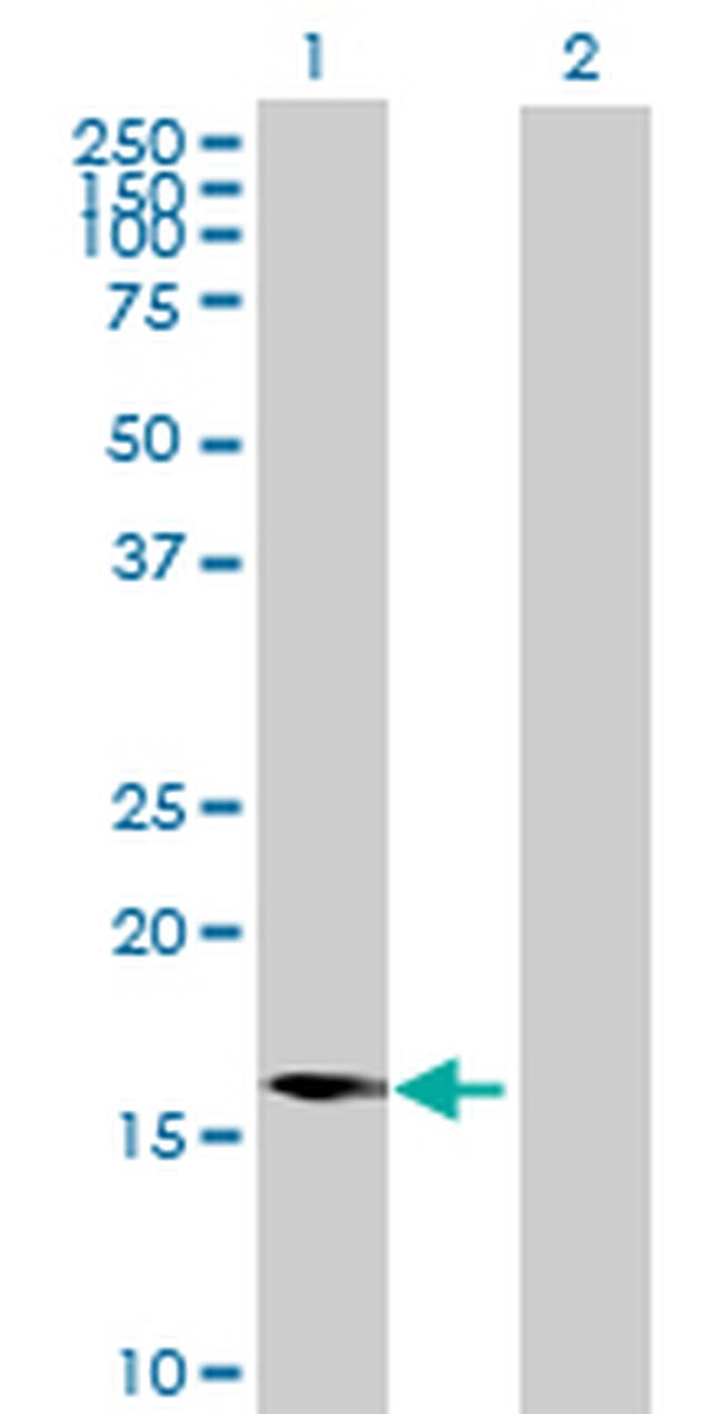 IL23A Antibody in Western Blot (WB)
