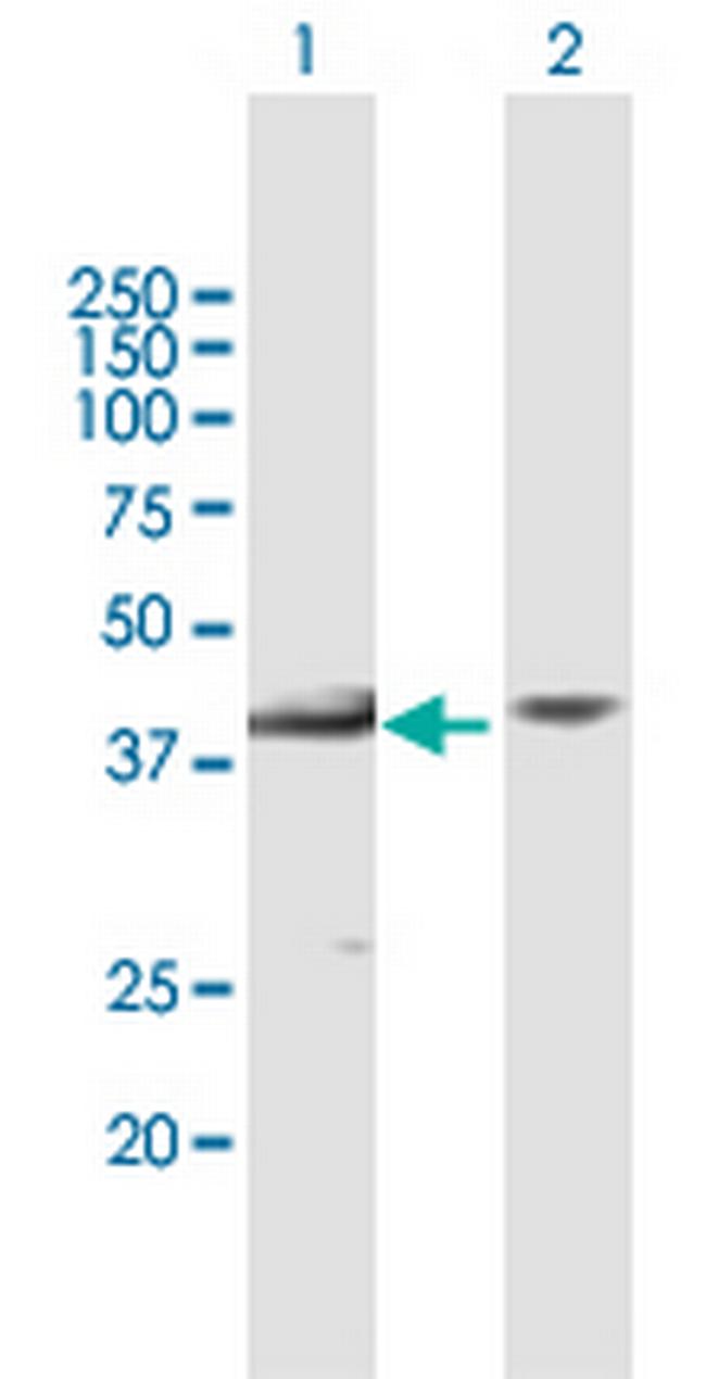 MBIP Antibody in Western Blot (WB)