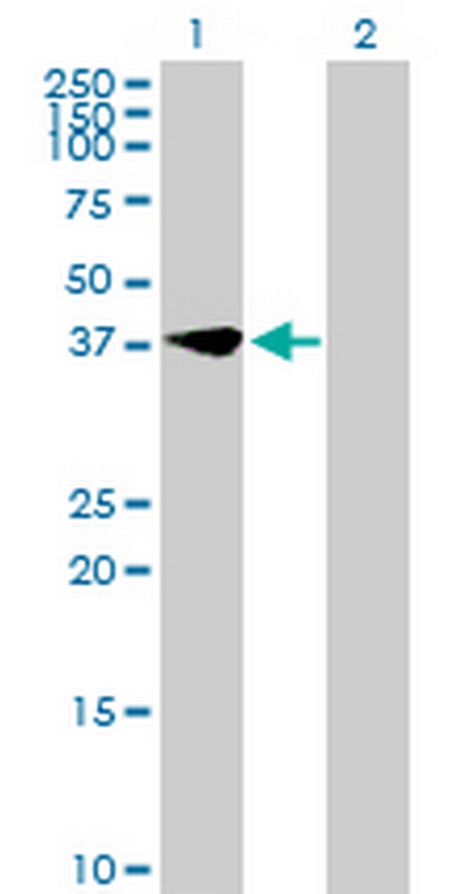 MIR16 Antibody in Western Blot (WB)