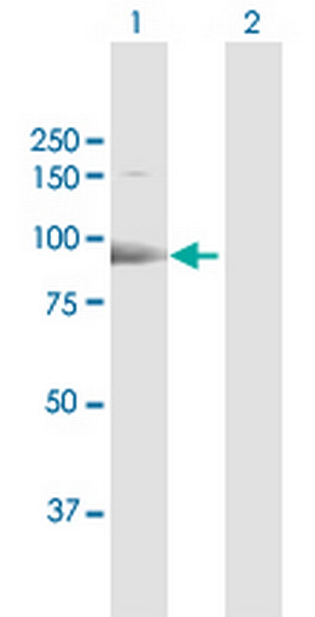 ESF1 Antibody in Western Blot (WB)