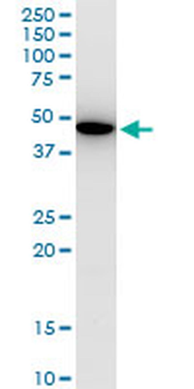 KLF13 Antibody in Western Blot (WB)