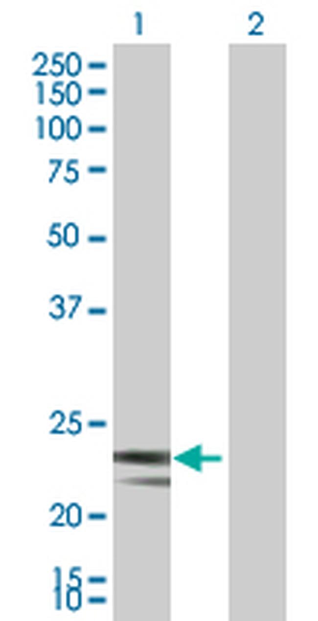 MRPS23 Antibody in Western Blot (WB)