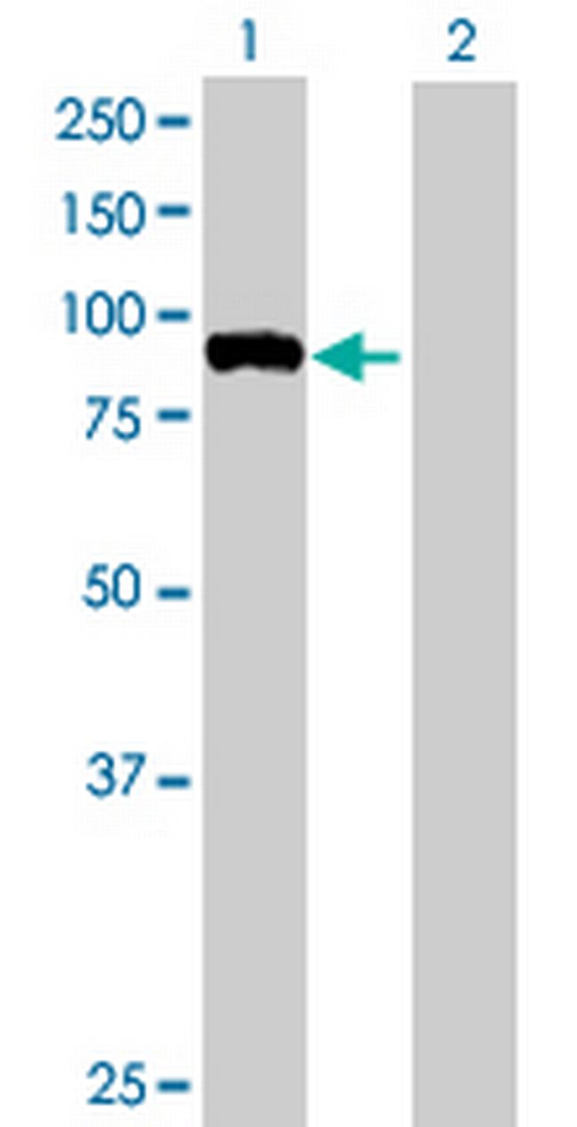 FBXO40 Antibody in Western Blot (WB)