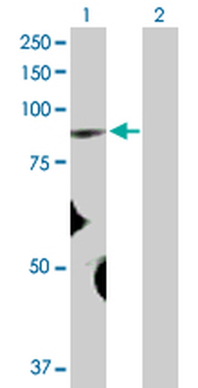 FBXO40 Antibody in Western Blot (WB)