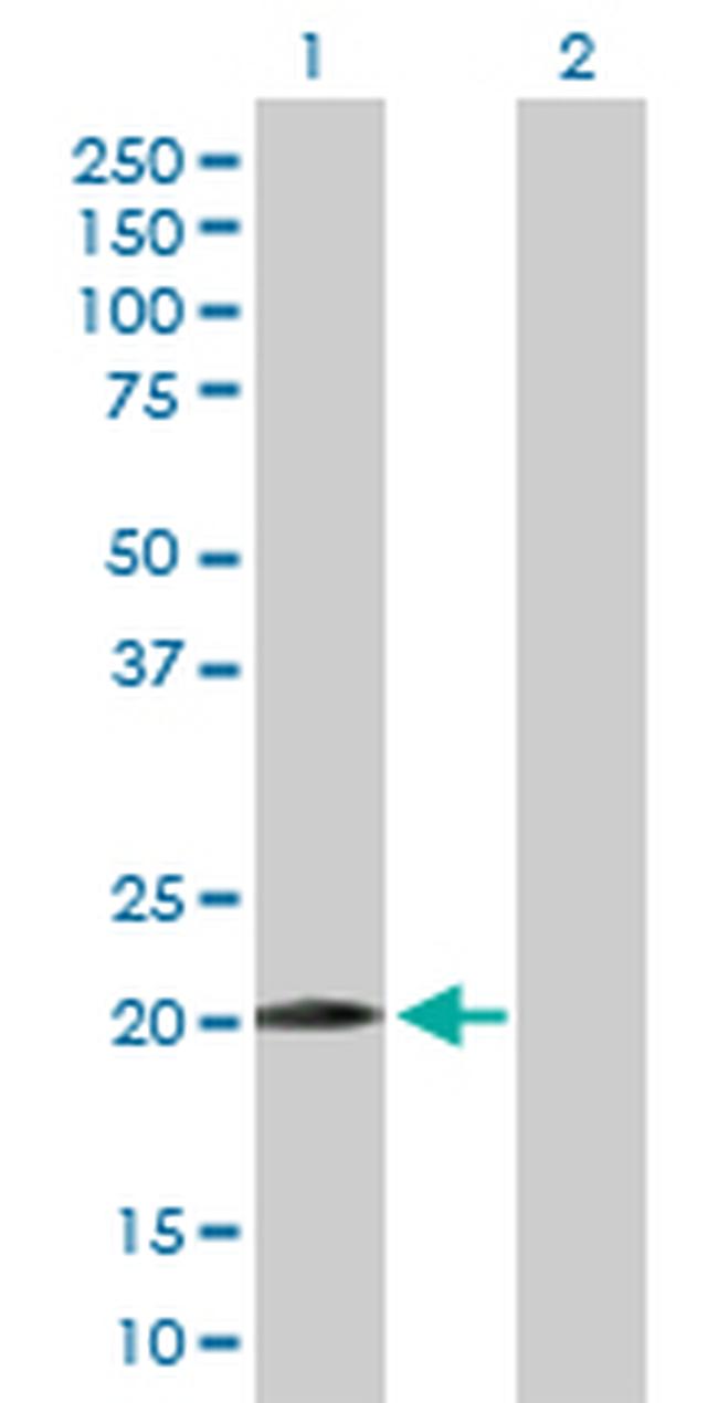 WWOX Antibody in Western Blot (WB)
