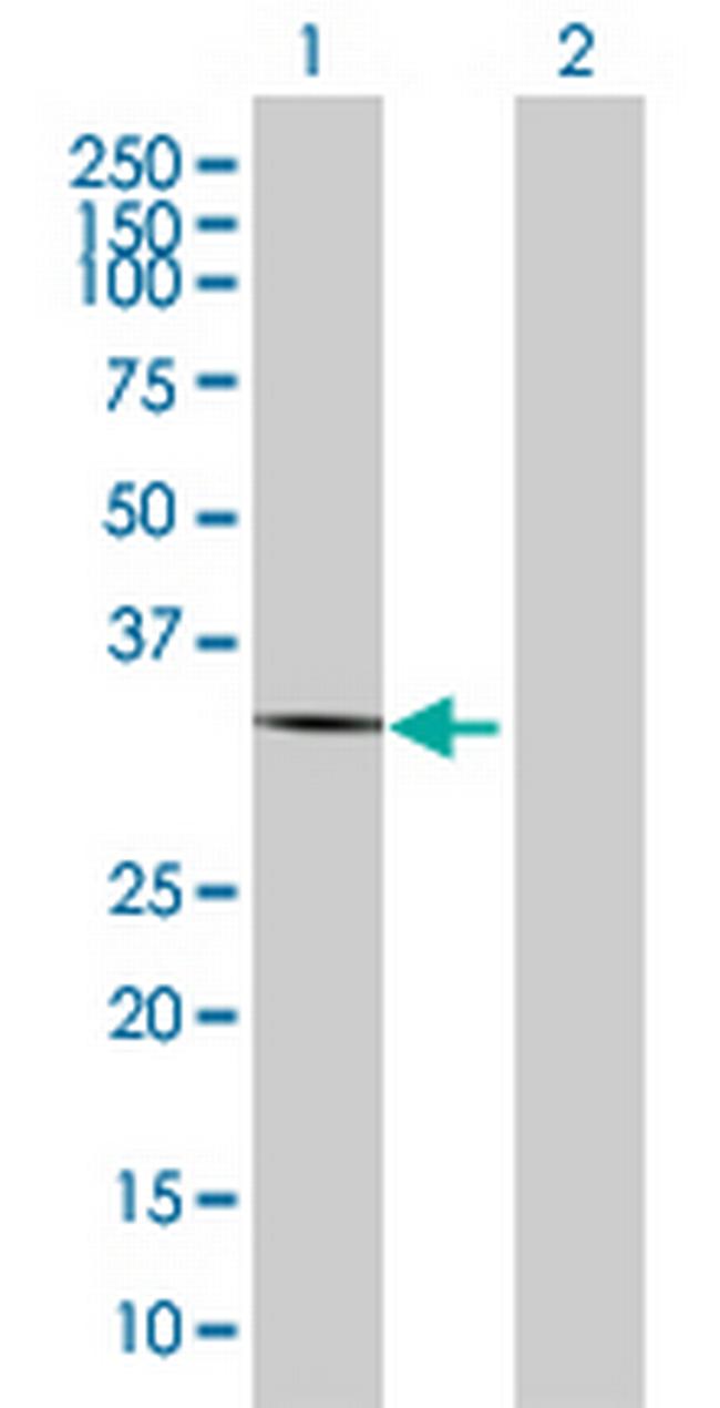 C9orf127 Antibody in Western Blot (WB)