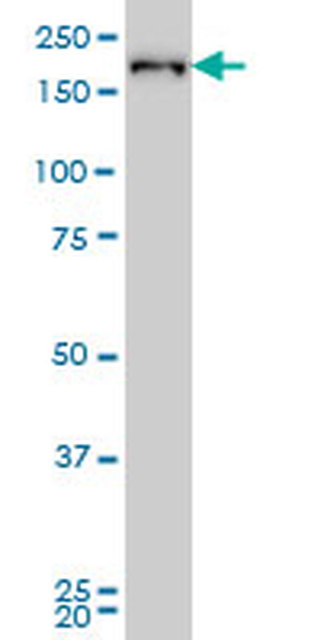 CRKRS Antibody in Western Blot (WB)