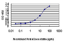 ZAK Antibody in ELISA (ELISA)