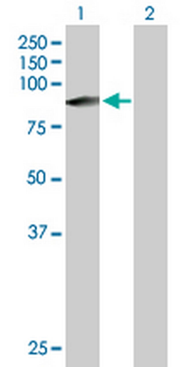 ZFYVE1 Antibody in Western Blot (WB)