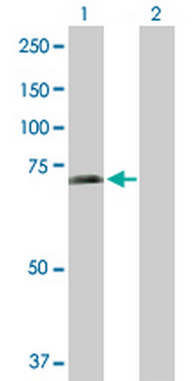 SHC3 Antibody in Western Blot (WB)